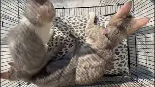 Mama Cat and Kittens in sun shine #catlover #kitten #catvideo #catbaby #babyanimals #cuteanimals
