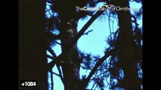 Imperial Woodpecker 1