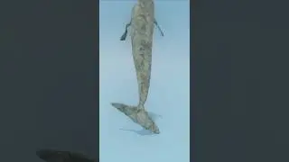 How Big Is The Bloop Height Comparison