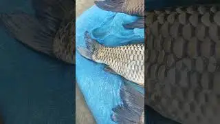 Big Fish Big Live fish video #bigfish #bigfishing #bigboss #vlog #fish #fishing #viralvideo