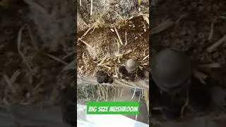 paddy straw mushroom || mushroom #satisfying #shorts