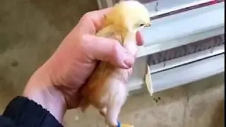 Mike Omeg discusses how he hatches chicken eggs.