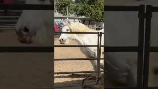 Mellow the Gypsy Vanner: Let 'er rip!