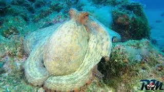 Diving Croatia  - Krk 2022