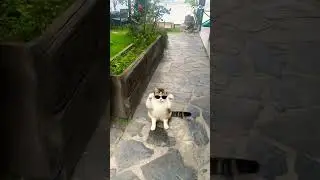 Your cats just joined a dance crew #DancingCats #FunnyCats #CatDance #CuteCats #CatLovers #ViralCats