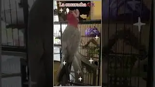 Lucky bird- The Galah enjoying La cucaracha dance🕺🏻💃🏻
