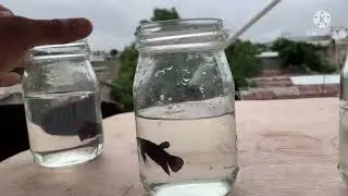 Sobre el pez Bettas y su entrenamiento para el rendimiento