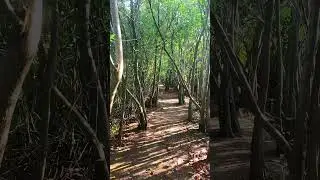 Secret Forest Path: Discover the Hidden Beauty of Nature!