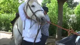 La Passion du Cheval