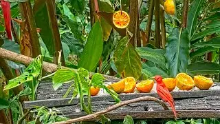 Male Summer Tanager Has The Panama Fruit Feeder To Himself &ndash; April 1, 2022