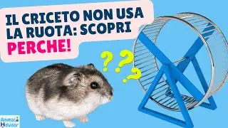 Ecco Perché Il Tuo Criceto Non Va Sulla Ruota: Tutti i Motivi 🐹🐹