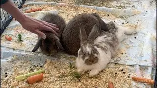 Bruderheim hosts the Wild Rose Classic Rabbit Show