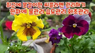 최근에 #분갈이한 #씨클라멘 관리 한파에 물관리하기