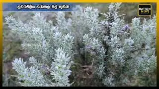 🛑 නුවරඑලිය හැඩකල මල් තුහිණ | 2026.01.23