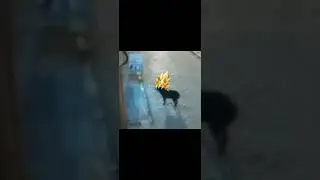 Perro pro siempre sobrevive a las patadas ninjas
