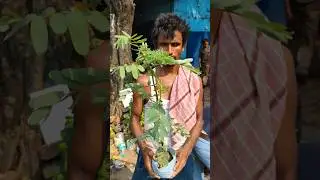 Amazing Red Bokful vegitable hummingbird plant   #shorts #price