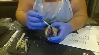 Week 2 Sheep Heart Dissection Bio 240