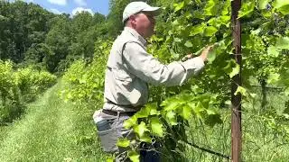 Shoot-positioning Marquette