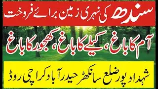 Sindh Agriculture Land For Sale in Sindh 15 Acer  | WhatsApp 03003966032