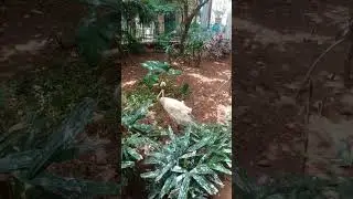 biggest aqua bird in byculla zoo //  rani bagh