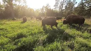Ep. 337 - Greatest part of Bison Ranching - Just Watching