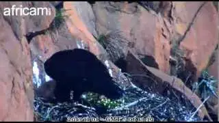 Emoyeni does some de-lousing - Courtesy Africam & SilverStar