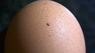 Egg shell under the microscope