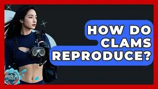 How Do Clams Reproduce? - The Marine Life Explorer