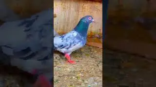 Home Bareed #pigeon #hammadsaeedkhan #pigeonpigeon #pigeon