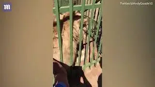 Rugby player Scott Baldwin gets bitten by a lion after petting it   Daily Mail Online