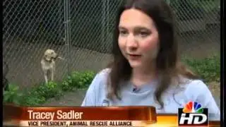 Dogs half price as KC shelter closes