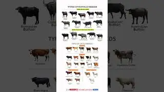 Types of buffalo #shorts #viral #animals