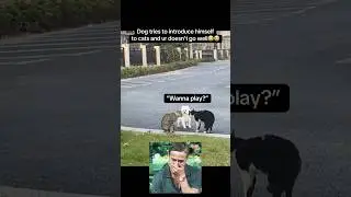 Dog tries to make friends😂 #fyp #viral #fypシ #animals #cat #dog #cute #funny #ytshorts #shorts #yt