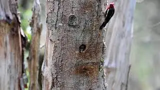 Red Breasted Sapsucker Feeding it Young.