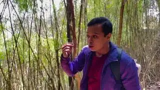 Barsey Rhododendron Sanctuary Trek: Red Panda Sighting