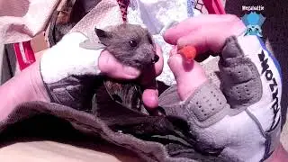 Rescuing a baby flying-fox on her dead mother:  this Dezzi Belle