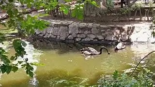 This is great elegant black swan diving her long beautiful neck in the water۔ @lovelybirdsandanimals