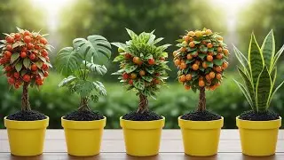 6 Trending Houseplants Turned Into Mini Fruit Trees 🌿 | Unreal Garden Experiment