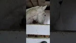 the bittersweet  bond with man and  horse the true free soul  from horse🐎🐎✝️✝️✝️🐎🐎🐎🐎❤️🐎✝️✝️✝️🐎🐎✝️🐎✝️