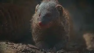 The Hawaiian Mongoose: A Biocontrol Fail