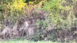 4/5 1 Deer ~ Cleveland, Ohio, Lake Erie, Up North | Northeast | Midwest, United States ~ 8:15 AM.