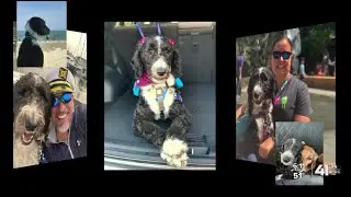 Overland Park widower faces setback in fight for late wife&rsquo;s service dog