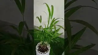 Table palm plant/ parlor palm best indoor plant #shorts