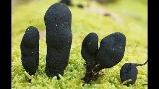 Xylaria polymorpha   (Dedos de Hombre Muerto - Dead Man's Fingers)