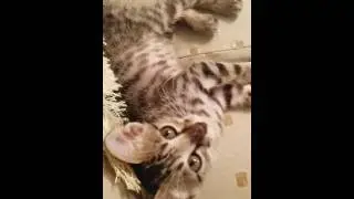 My kitten paying