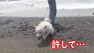 海を目の前にして柴犬にはどうしても引かなきゃいけない時があった(笑)