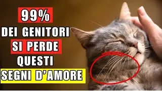 7 modi in cui il tuo gatto ti mostra amore ma tu non li capisci