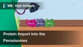 Protein Import into the Peroxisomes | Cell Bio | Video Textbooks - Preview