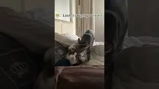 Funny cat 🐈 🐈&zwj;⬛ #music #livewallpaper #beats #electronicmusic #instrumental #funny #petsunited