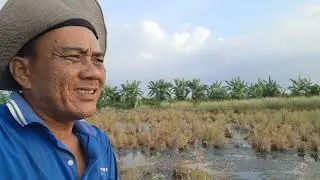đi cắt lúa vô tình rặp hai tổ chim 